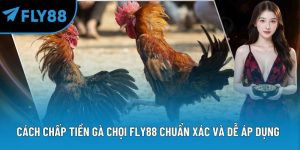 cách chấp tiền gà chọi