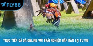 trực tiếp đá gà online